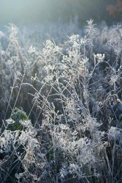 Frost-bitten meadow. Stock Photos