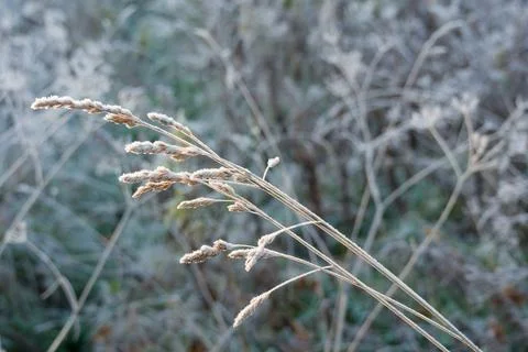 Frost-bitten meadow. Stock Photos