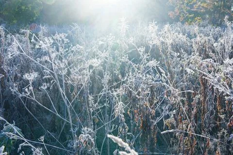 Frost-bitten meadow. Stock Photos