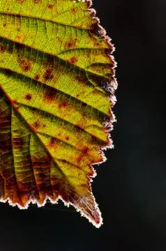 Frost on Blackberry Leaf in the Willamette Valley, Oregon. Stock Photos
