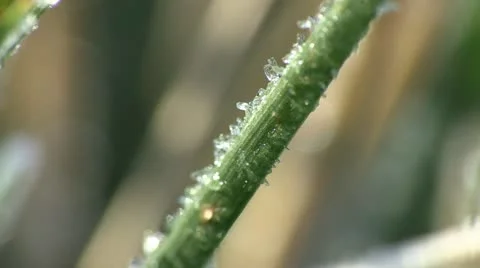 Frost on Blade of Grass - Extreme Close Up 3 Stock Footage 12553749