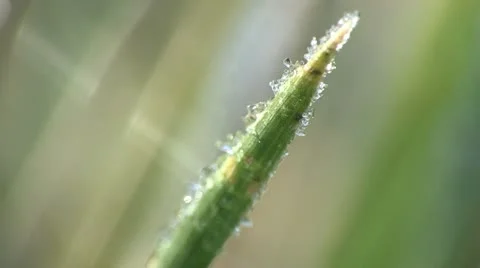 Frost on Blade of Grass - Extreme Close Up 4 Stock-Footage 12553765