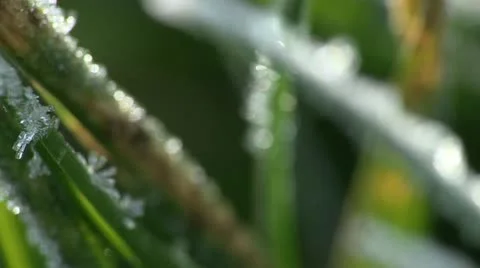 Frost on Blade of Grass - Extreme Close Up 5 Video stock 12553981