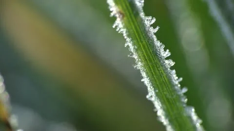Frost on Blade of Grass - Extreme Close Up 6 Видео 12554018