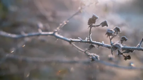 Frost on bramble Stock Footage 140399557
