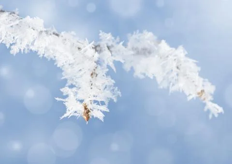 Frost on branch Stock Photos