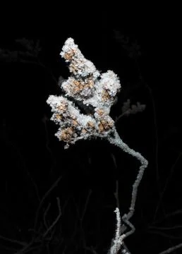 Frost branch Stock Photos