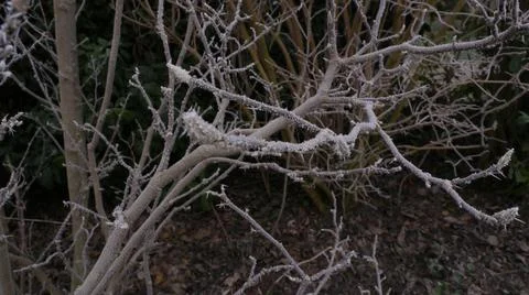 Frost on a Branch Foto stock