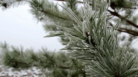 Frost on the branch of a pine Stock-Footage 33602015
