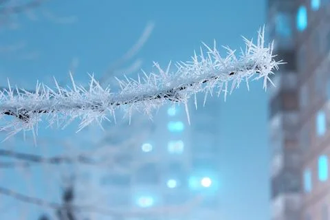 The frost on the branch of a tree in the evening light of the city Stock Photos