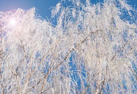 Frost branch tree Foto stock