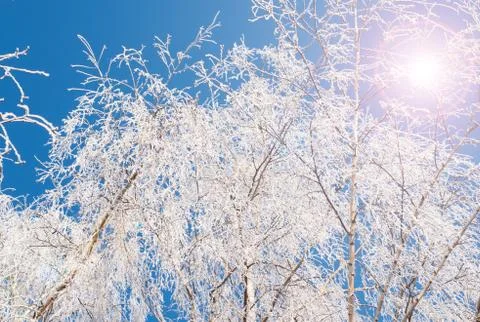 Frost branch tree Stock Photos