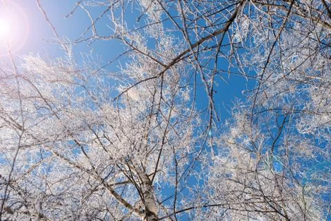 Frost branch tree Foto stock