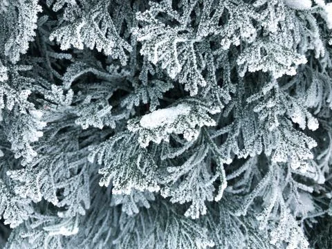 Frost on the branches of the Christmas tree. Stock Photos