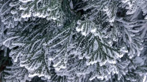 Frost on the branches of the Christmas tree. Stock Photos
