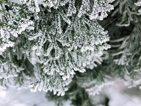 Frost on the branches of the Christmas tree. Stock Photos