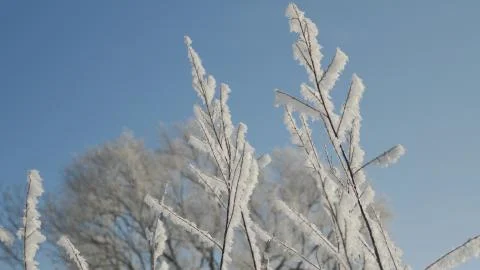 Frost on the branches. Close up. Winter Stock Photos