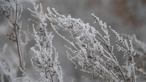 Frost on the branches of dry grass Stock Footage 104916434