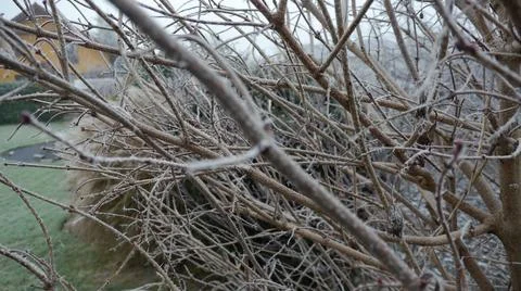 Frost on Branches Foto stock