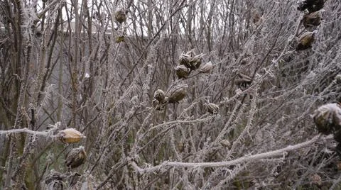 Frost on Branches Foto stock