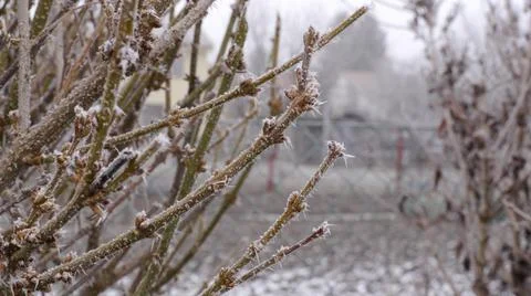 Frost on Branches Foto stock