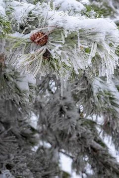 Frost on the branches Stock Photos