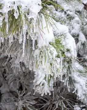 Frost on the branches Stock Photos