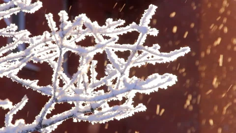 Frost on the branches of a tree on a sunny winter day Stock Footage 260315642