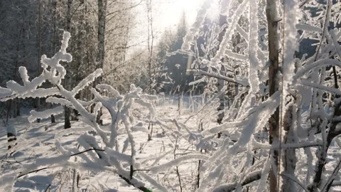 Frost on the branches of trees Stock Footage 146687577