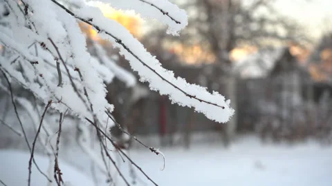 Frost on the branches of trees in winter closeup. Snow fell. Stock Footage 146231636