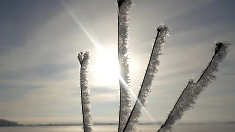 Frost on branches. Twig covered with hoarfrost,close up.Beautiful winter seasona Stock Footage 101463043