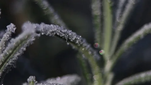 Frost On A Bush 2 Stock Footage 72542620