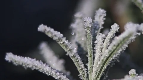 Frost On A Bush Stock Footage 72542655
