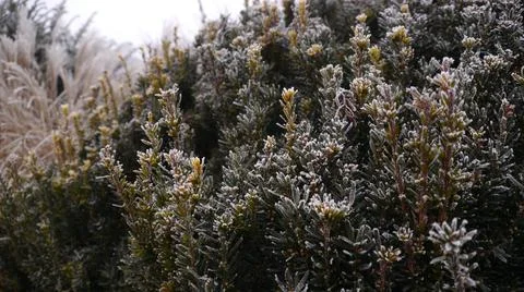 Frost on Bush Foto stock