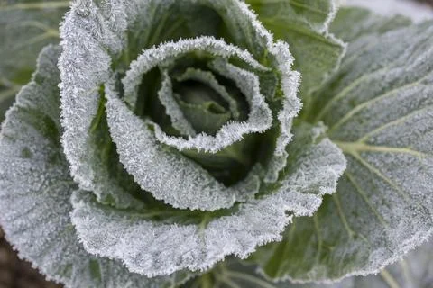Frost on a cabbage. Stock Photos