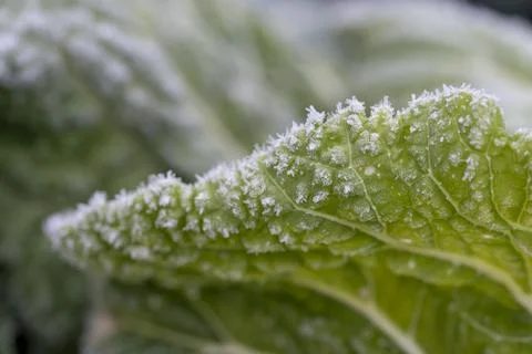Frost on a cabbage. Stock Photos