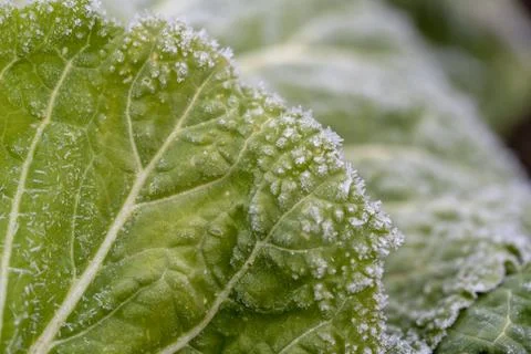 Frost on a cabbage. Stock Photos