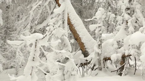 Frost in the Carpathians Stock Footage 170758482