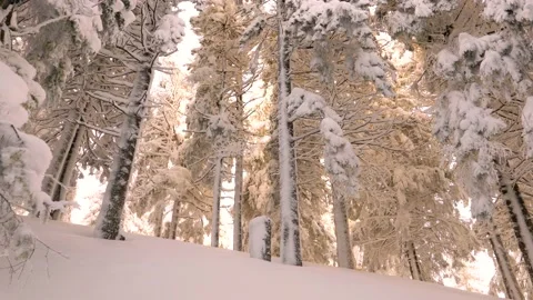 Frost in the Carpathians Video stock 170788620
