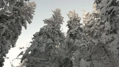 Frost in the Carpathians Stock Footage 170788863