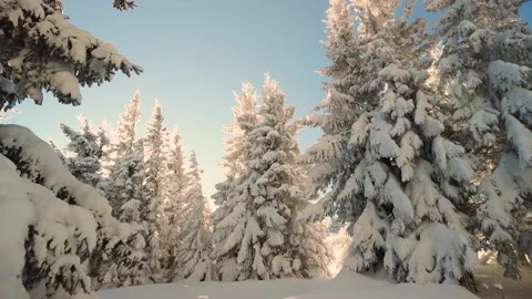 Frost in the Carpathians Video stock 170789606