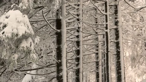 Frost in the Carpathians Stock Footage 170790867