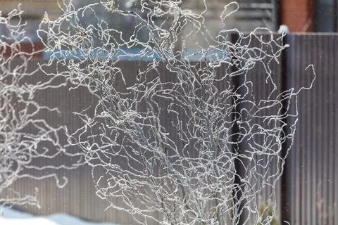 Frost clings to bare, twisting branches in winter sunlight Stock Photos