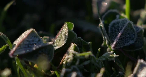 Frost on Clover Leaves close Stock Footage 84921042