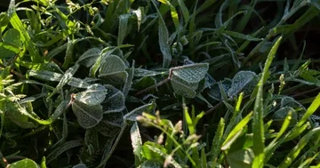 Frost on Clover Leaves Stock Footage 85533765