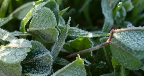 Frost on Clover Leaves macro Stock Footage 85539624