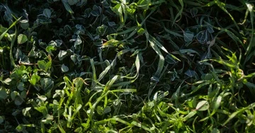 Frost on Clover Patch Stock Footage 85534739