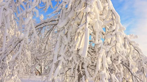 Frost Coated Branches Stand Out Against Clear Blue Winter Sky Stock Footage 338259957