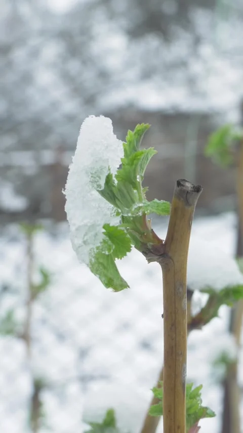 Frost-coated raspberry leaves show contrast Stock Footage 323262830