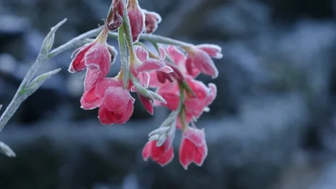 Frost Coated Red Iris in a Residential Garden - Winter Stock Footage 146018971